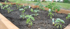 featured_cedar_garden_bed