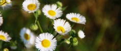feature_pretty_weed1