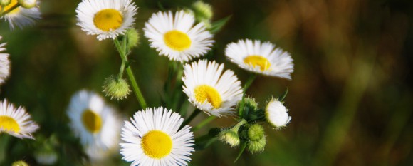 feature_pretty_weed1 feature_pretty_weed1