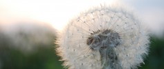 feature_dandy