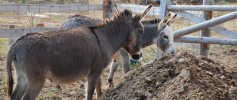 featured_curious_donkeys
