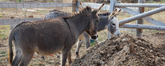 featured_curious_donkeys