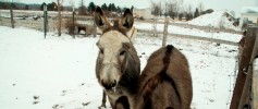 featured_donkeys_snow