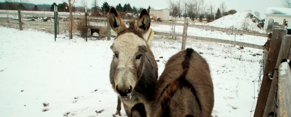 featured_donkeys_snow