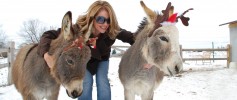 featured_xmas_donkeys