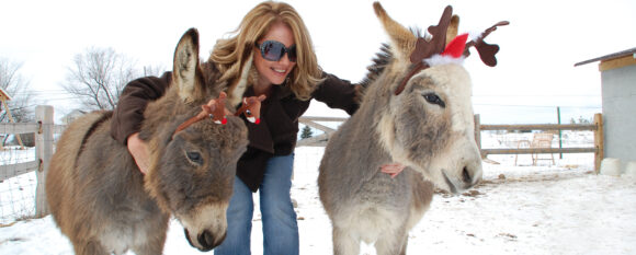 featured_xmas_donkeys featured_xmas_donkeys
