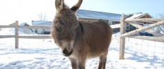 featured_fuzzy_donkey