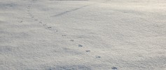 DSC_0113