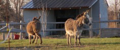 featured_spring_donkeys