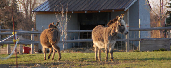 featured_spring_donkeys featured_spring_donkeys