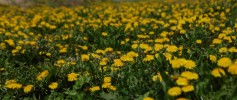 featured_yellow_dandy