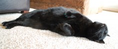 featured_rug_winner