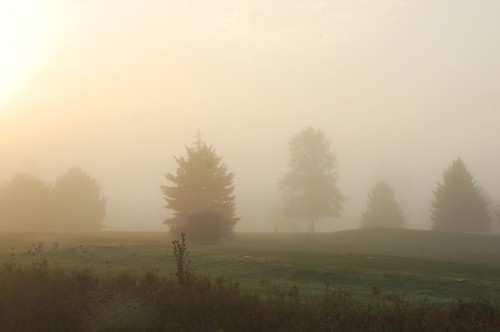 misty_country_morning