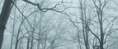 featured_misty_branches