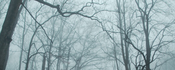 featured_misty_branches featured_misty_branches