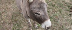 featured_mini_donkey_liberty