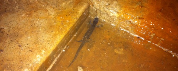 featured_newt