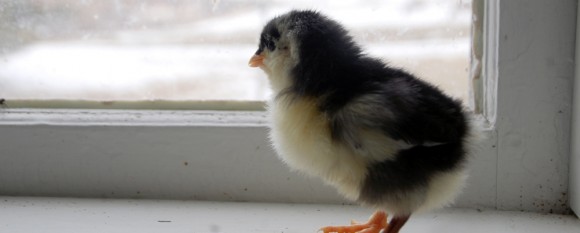 featured_chick
