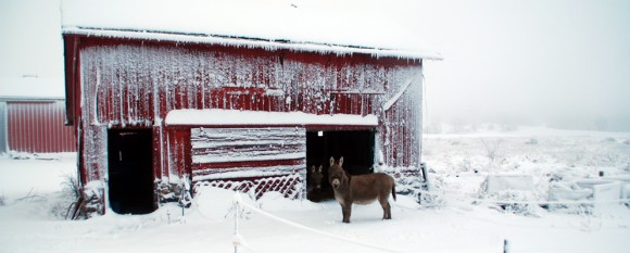 featured_donkeys_snow2